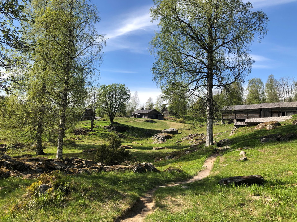 Stig upp för en kulle med björkar och en byggnad i bakgrunden