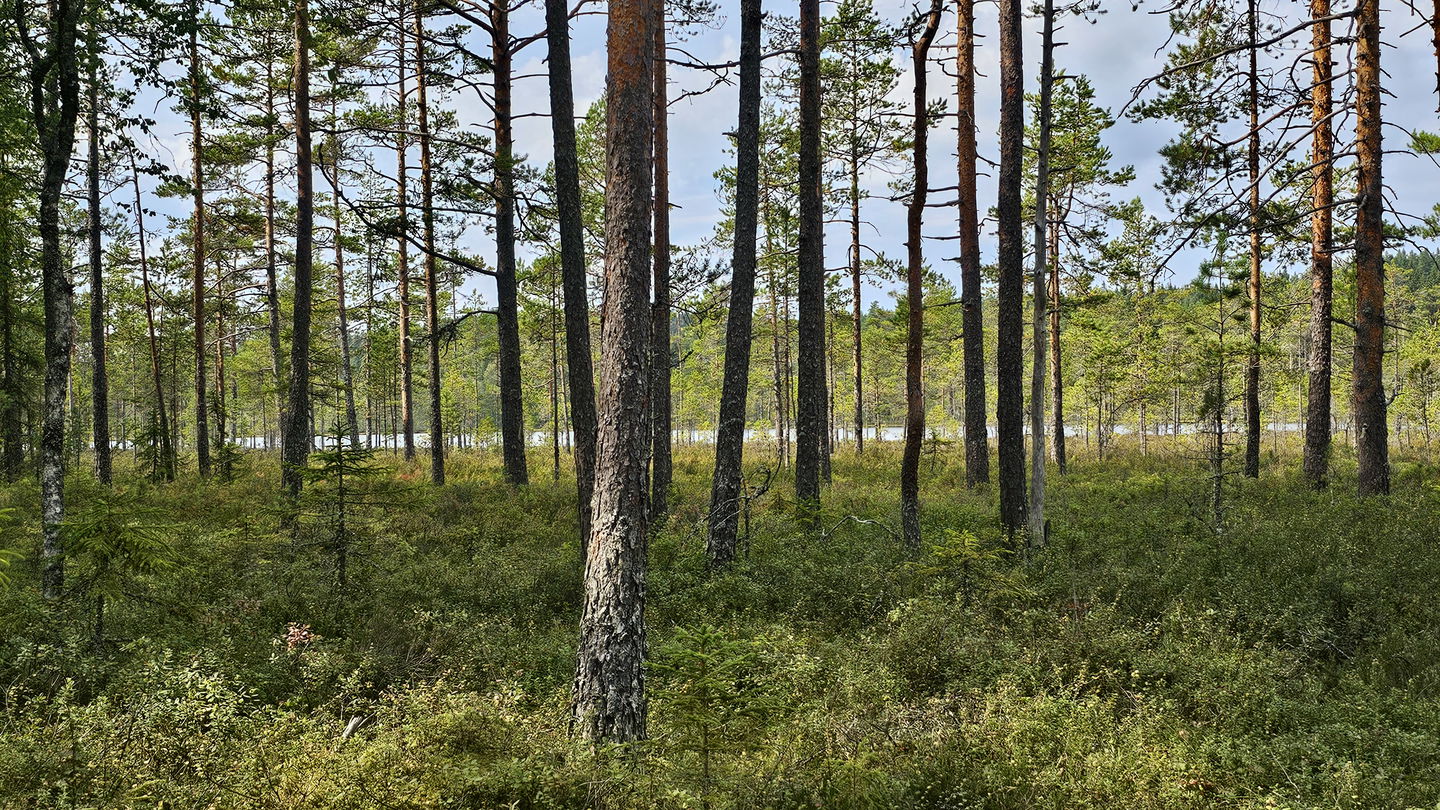 Tjärn skymtar genom ung tallskog.