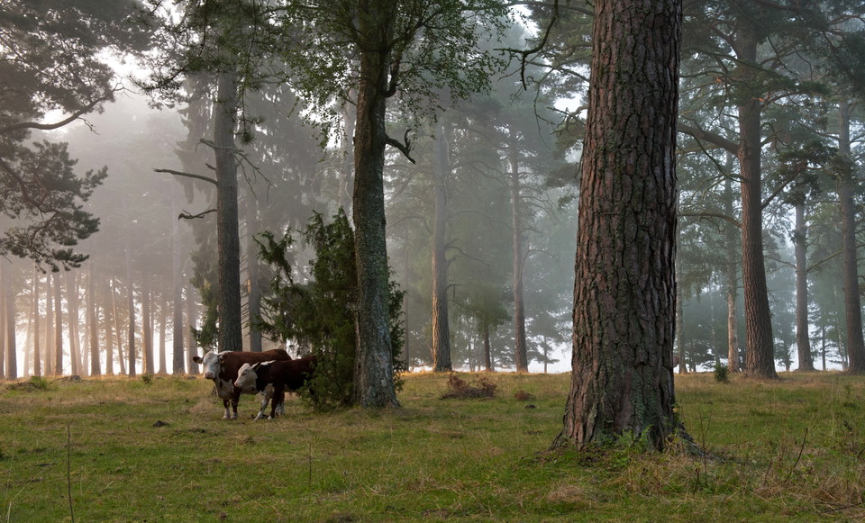Kor betar bland tallarna mellan maj och oktober och skapar förutsättningar för en artrik flora.