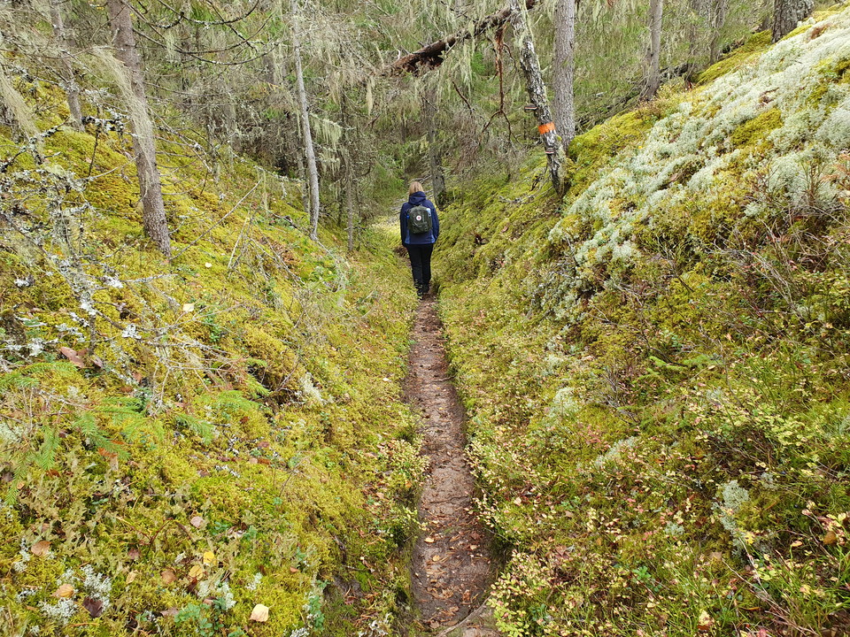 Vandringsleden för dig genom en vacker naturskog med artrik flora och fauna