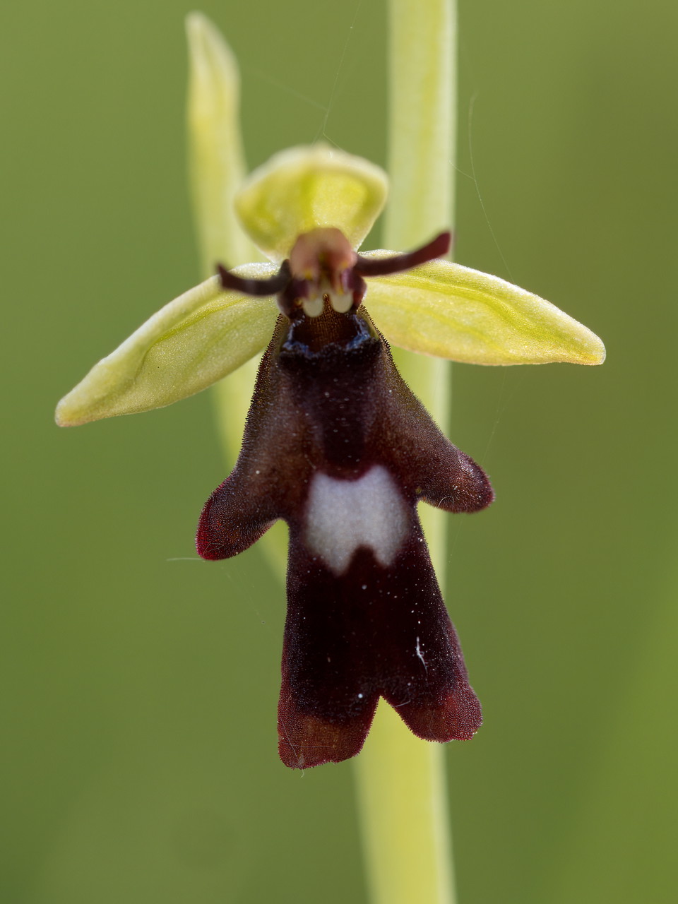 Flugblomster
