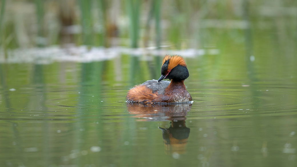 Svarthakedopping i Västra Långängskärret. Foto Eddie Granlund