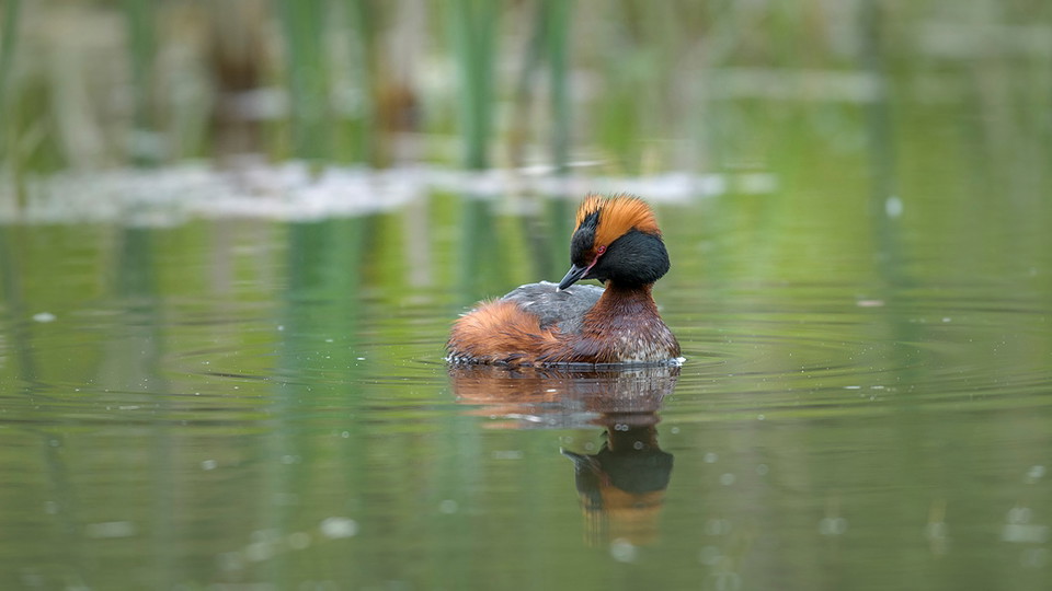 Svarthakedopping i Västra Långängskärret. Foto Eddie Granlund