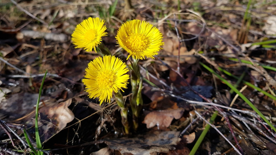 Tussilago vid Fågelöudde. Foto Lidingö stad