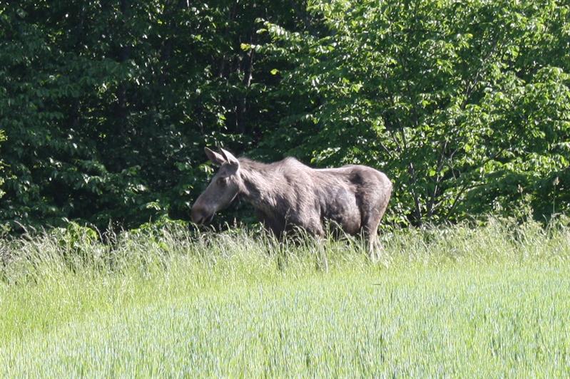 Elgsafari i Trøgstad