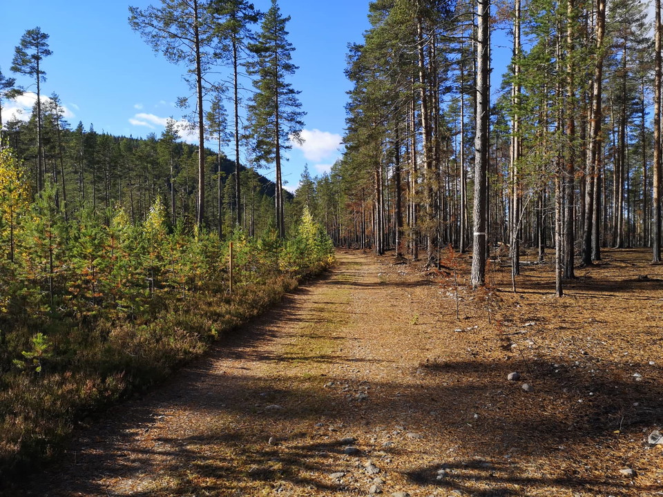 Benberget på vänster sida, leden går efter skogsbilvägen en bit. 