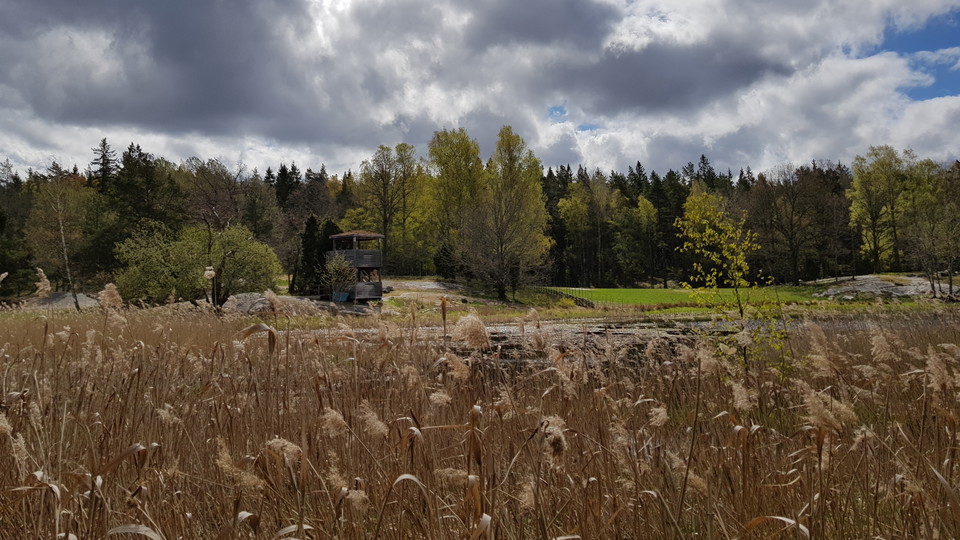 Vass vid Västra Långängskärret. Foto Lidingö stad