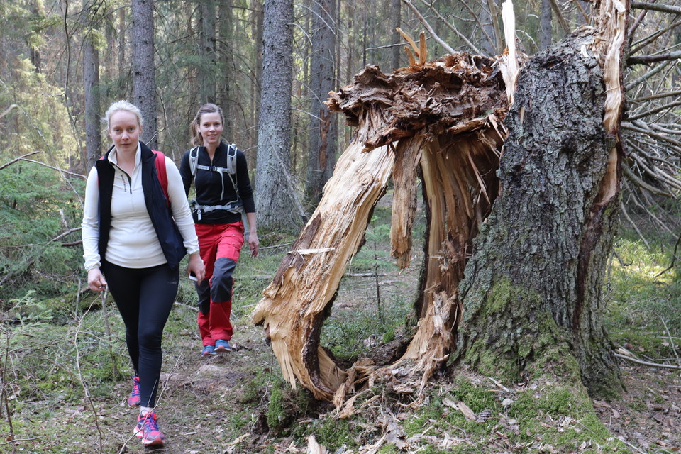 Hiking in the deep forests around Lövsättra in Vallentuna