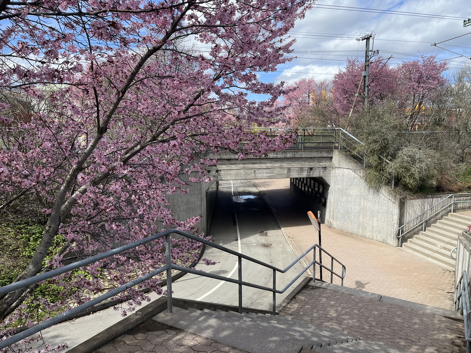 Gång- och cykelväg, blommande träd