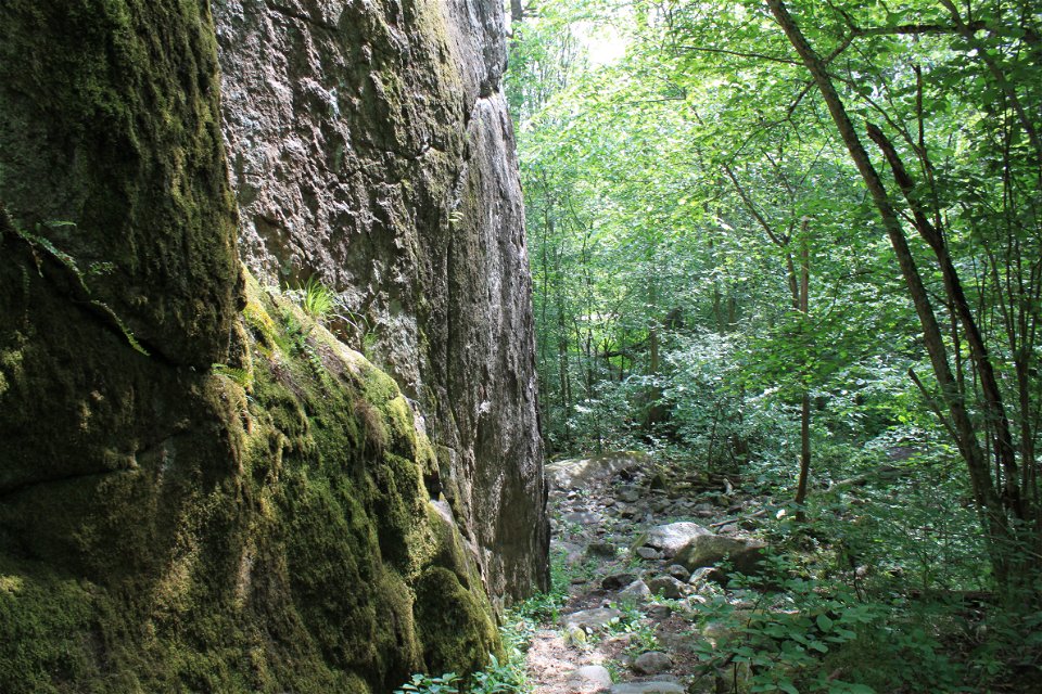 Närbild på en hög klippvägg i skogen.