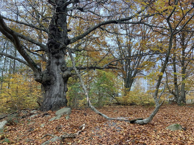 Värnanäs, Naturreservat