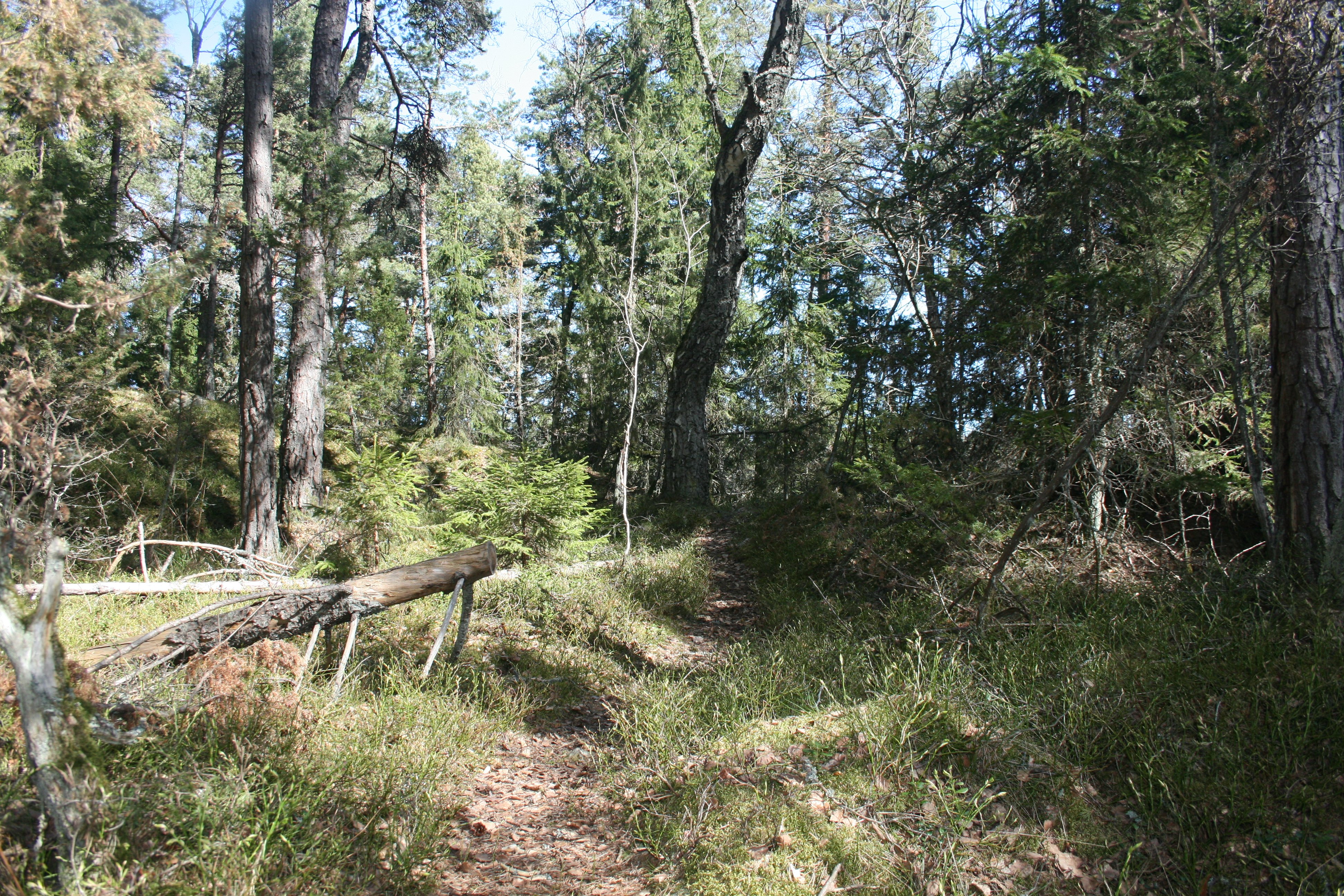 En smal skogsstig går genom gammal skog med grova träd. En trädstam ligger på marken vid stigen.