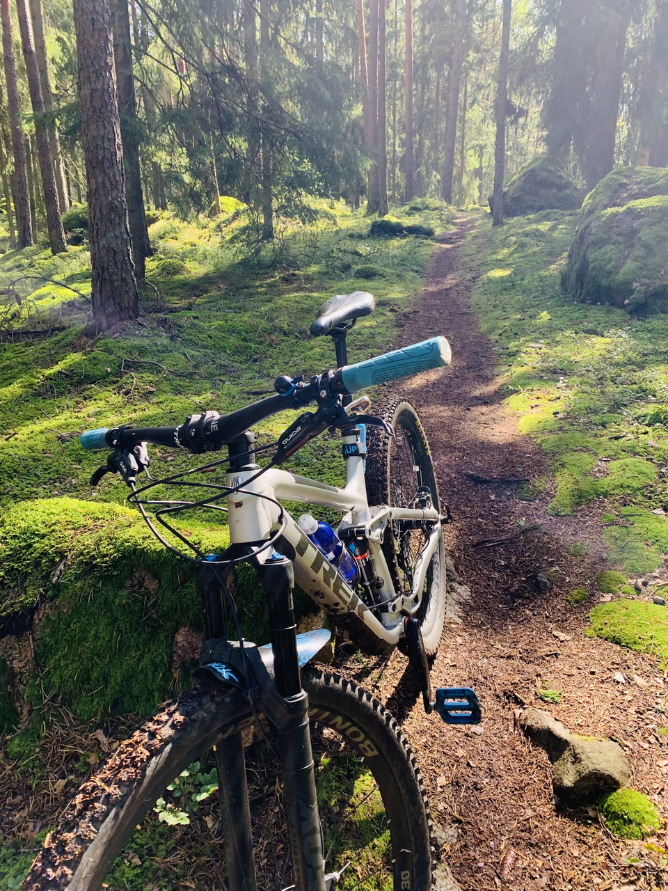 Luftig storskog med gröna ytor.