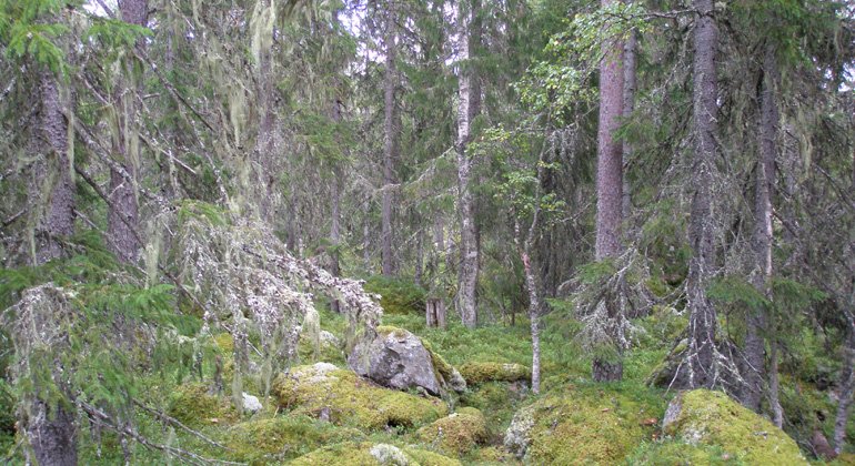 Skogen runt sjön Kroksjö öga är gammal och skägglavar växer överallt på träden.