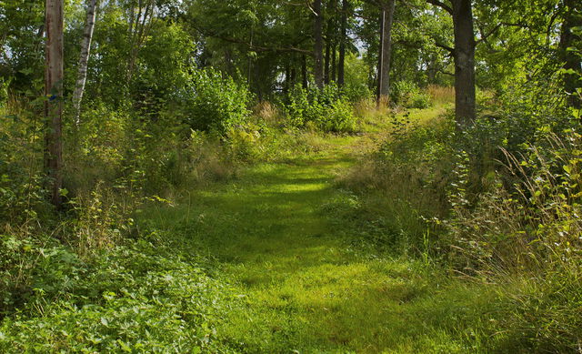 Gammalkils elljusspår (2,2 km)