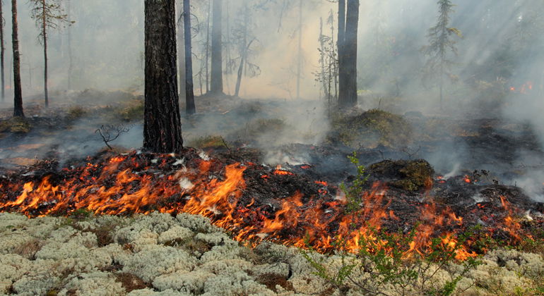 I Lomtjärn har länsstyrelsen utfört naturvårdsbränning 2015.