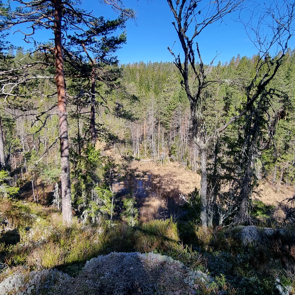 Utsikt över sankmark och blandskog från bergsknalle.