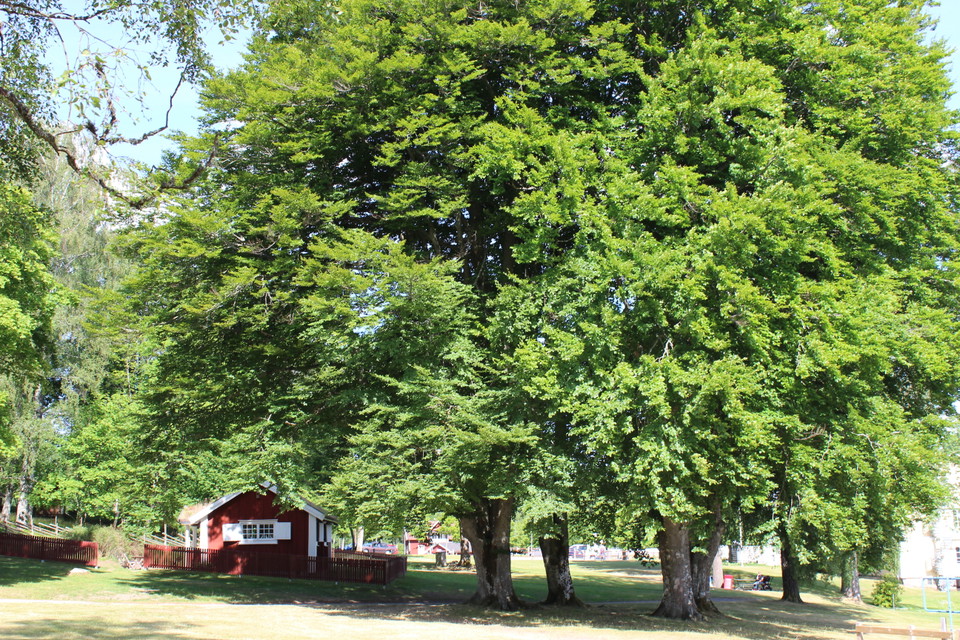 Kulturmiljö