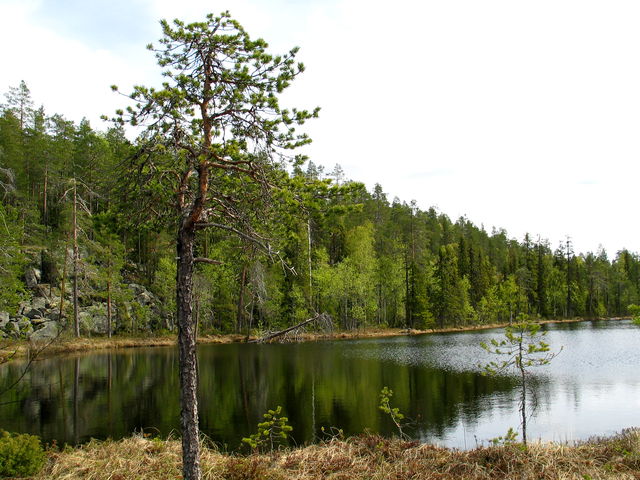 Brändknösarna