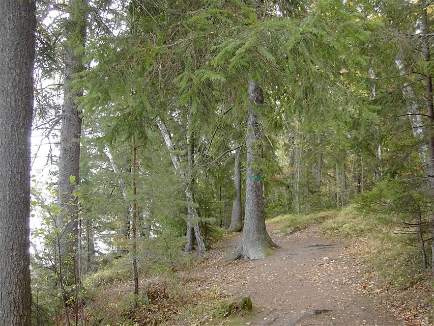 Granskog nära vattnet vid Fågelöudde. Foto Lidingö stad.