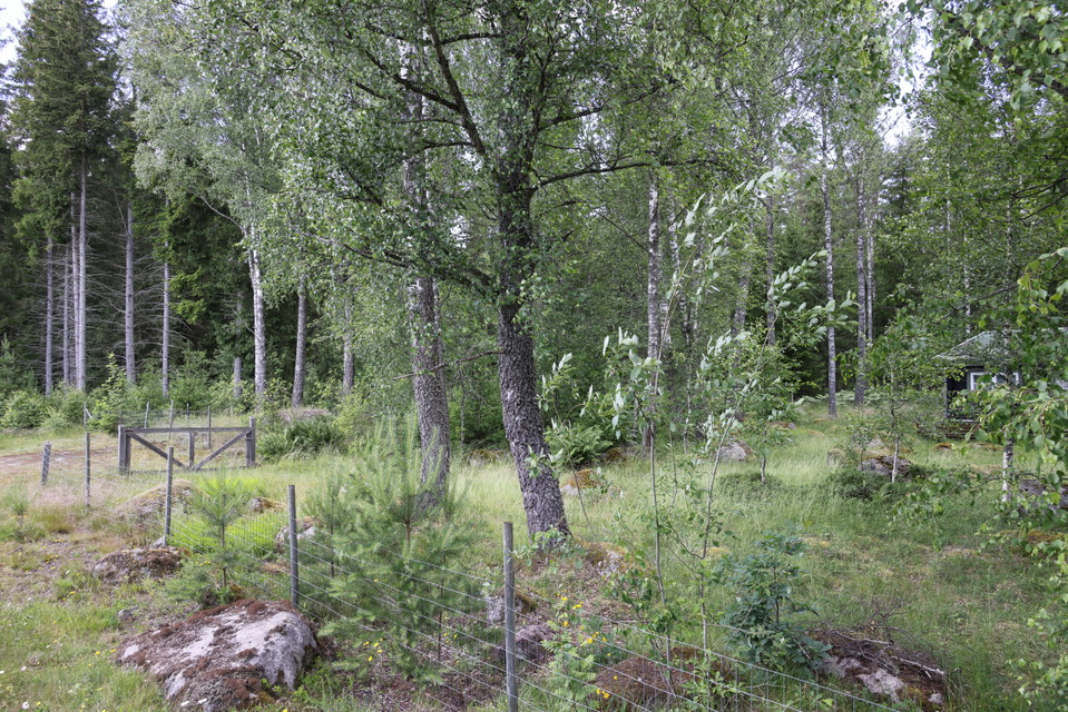 Foto: Niklas Kämpargård