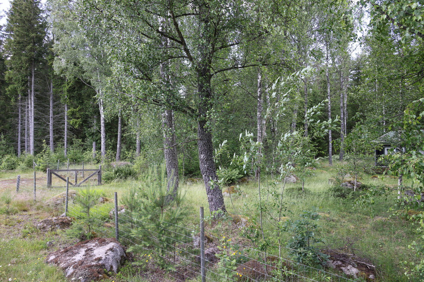 Foto: Niklas Kämpargård