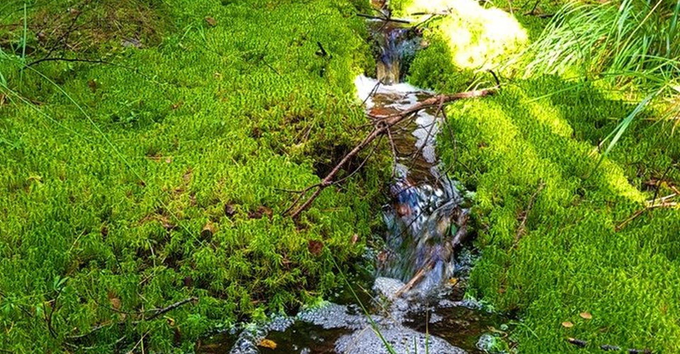 Rundslinga i Tjällmoskogarna.
Motala.