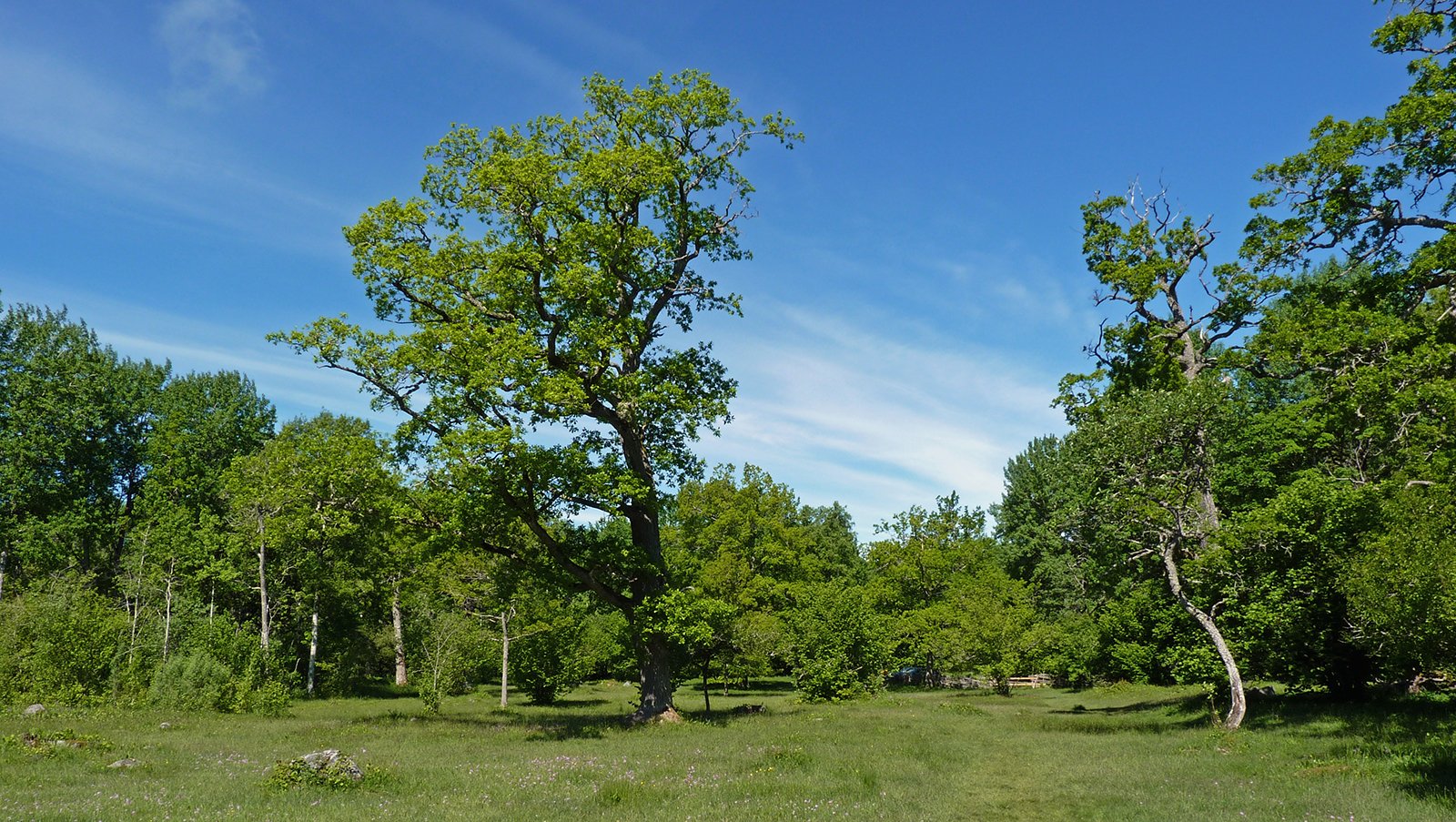 Beautiful oaks in the nature reserve.