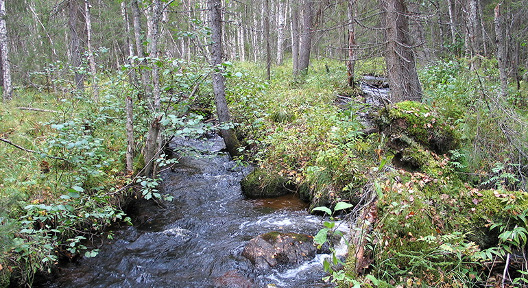 Bäck i naturreservatet Tapmokberget.