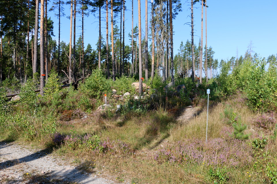 Orangea markeringar på träd och stolpar.