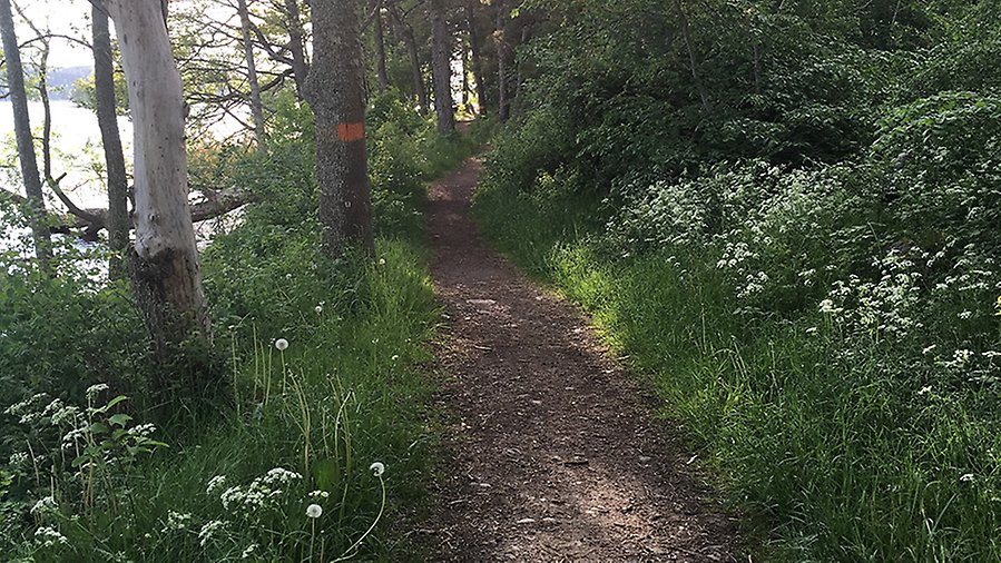Upplandsleden löper på flera ställen precis intill Mälaren.