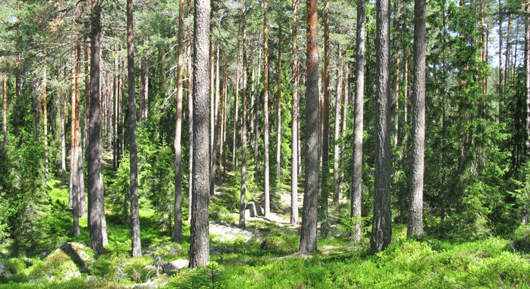 Den 200-åriga skogen är naturrik och vacker