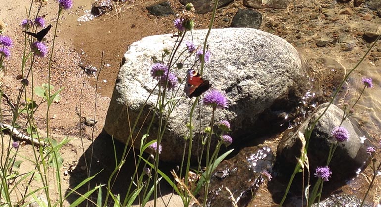 Fjärilar vid strandkanten.