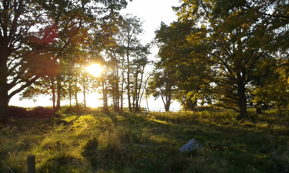 Solnedgång, vatten och träd
