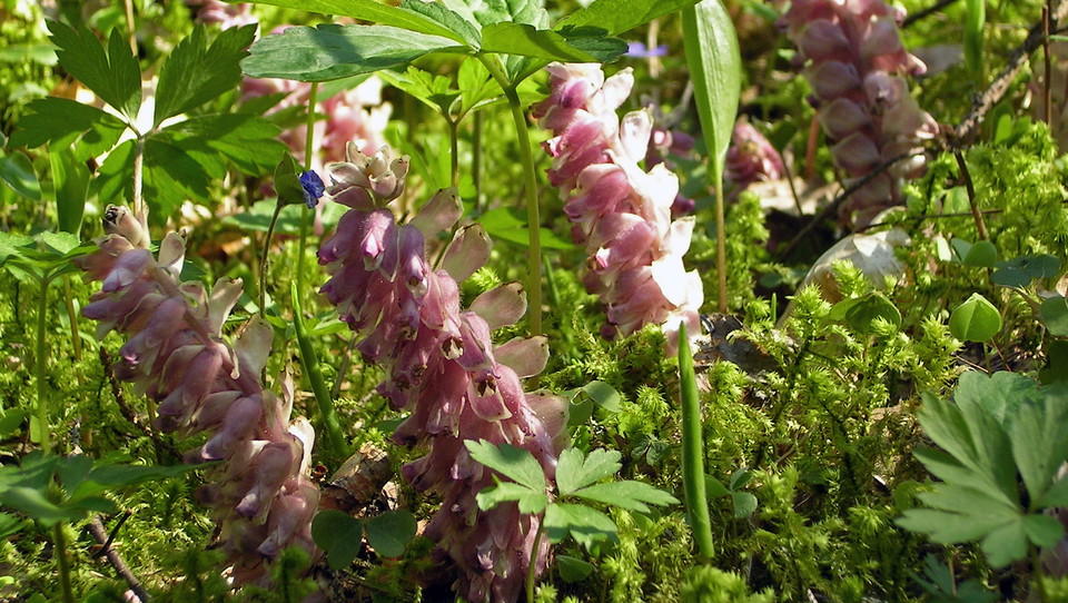 Vätteros är en parasit, utan klorofyll, som blommar i april-maj. 