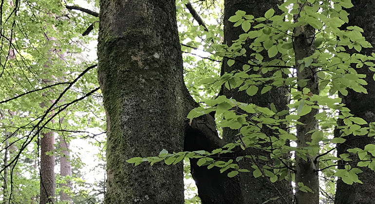 Bok.