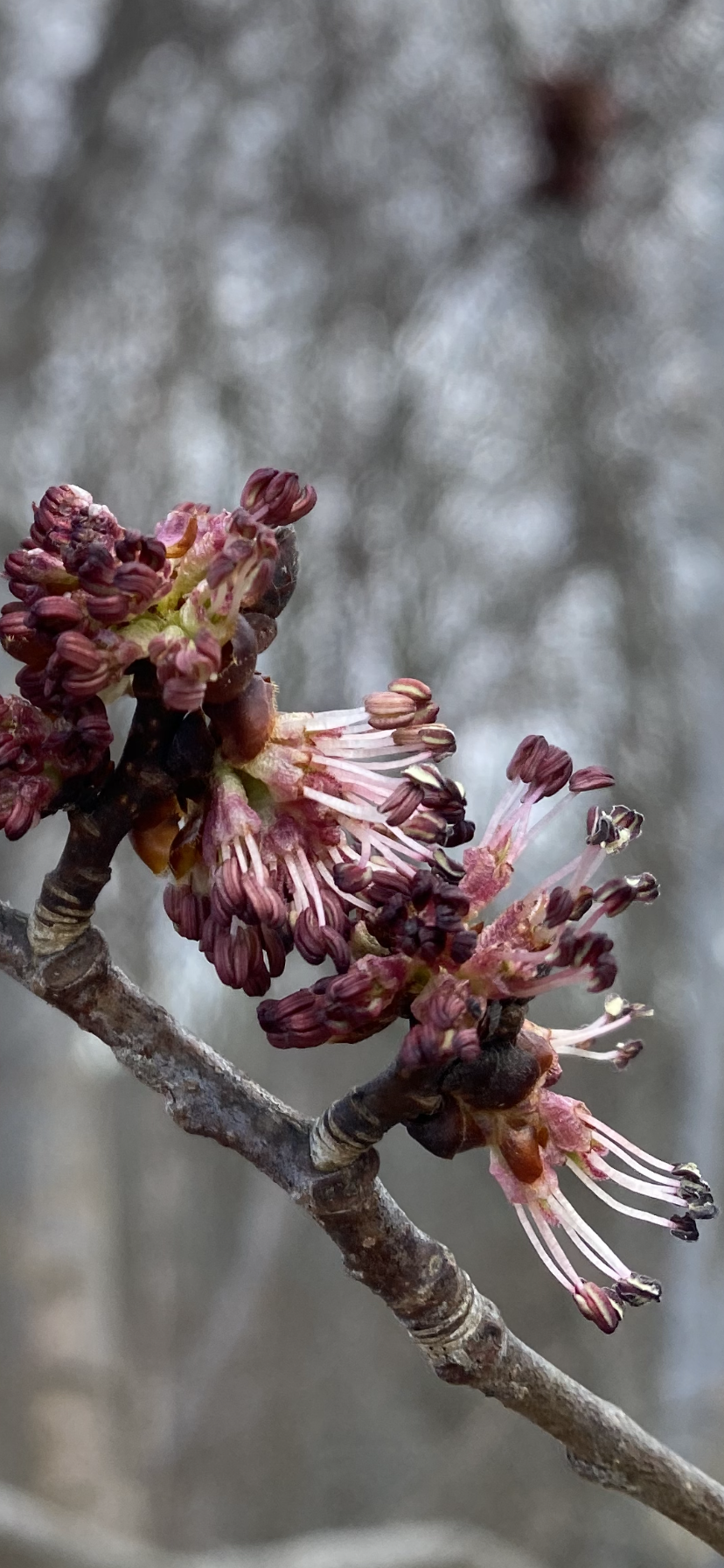 Blommor i Ulriksdals naturreservat.