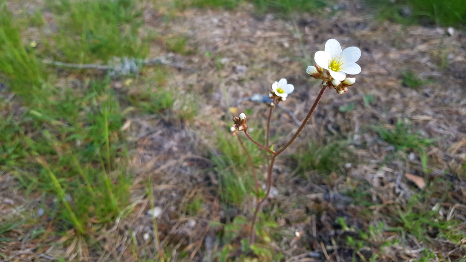 Mandelblom i beteshage vid Västra Långängskärret. Foto Lidingö stad