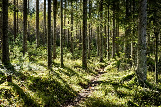 Vandringsslinga,  Svart 13,2 km Krogsered