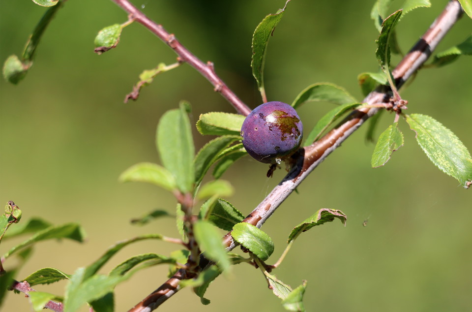 Slånbär på buske.
