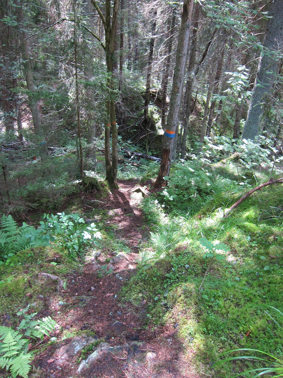 Blå- och orangemarkerade träd.