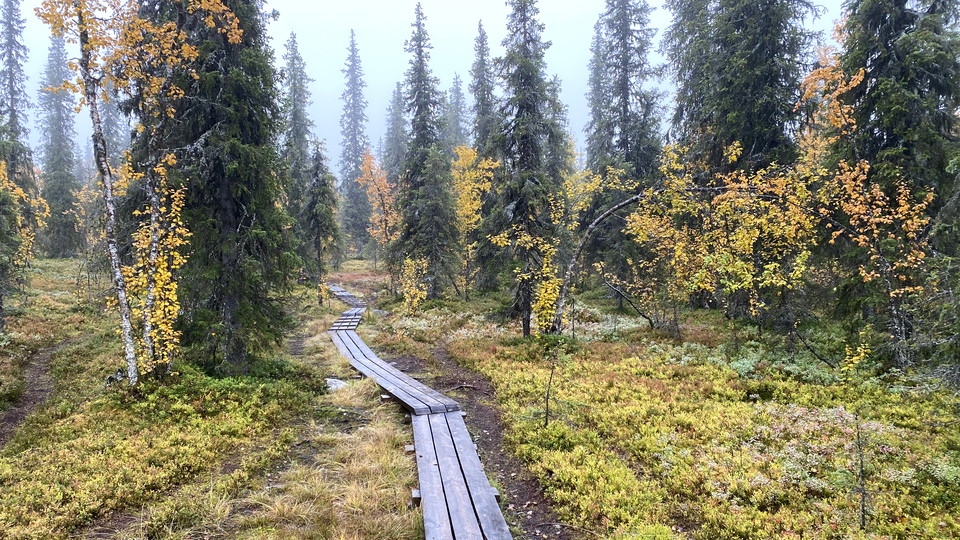 En spångad stig i skog med höstfärger.