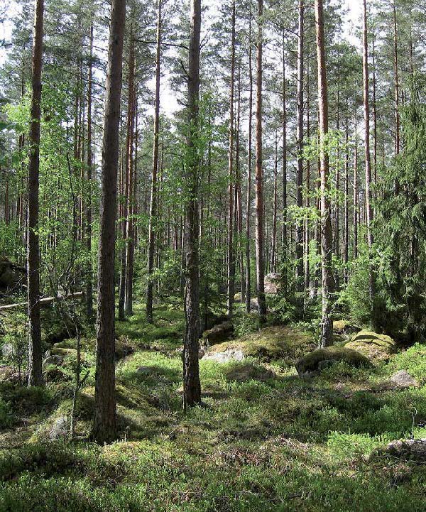 Skogsbild från Spånenleden