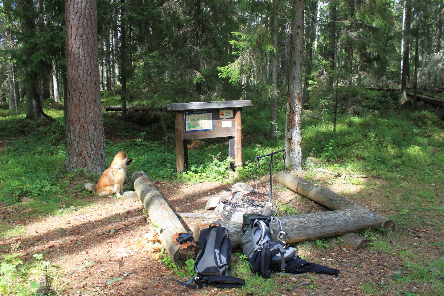 I en skogsglänta står en grillplats med stockar runtom. Vid platsen finns en informationstavla som en hund sitter vid.