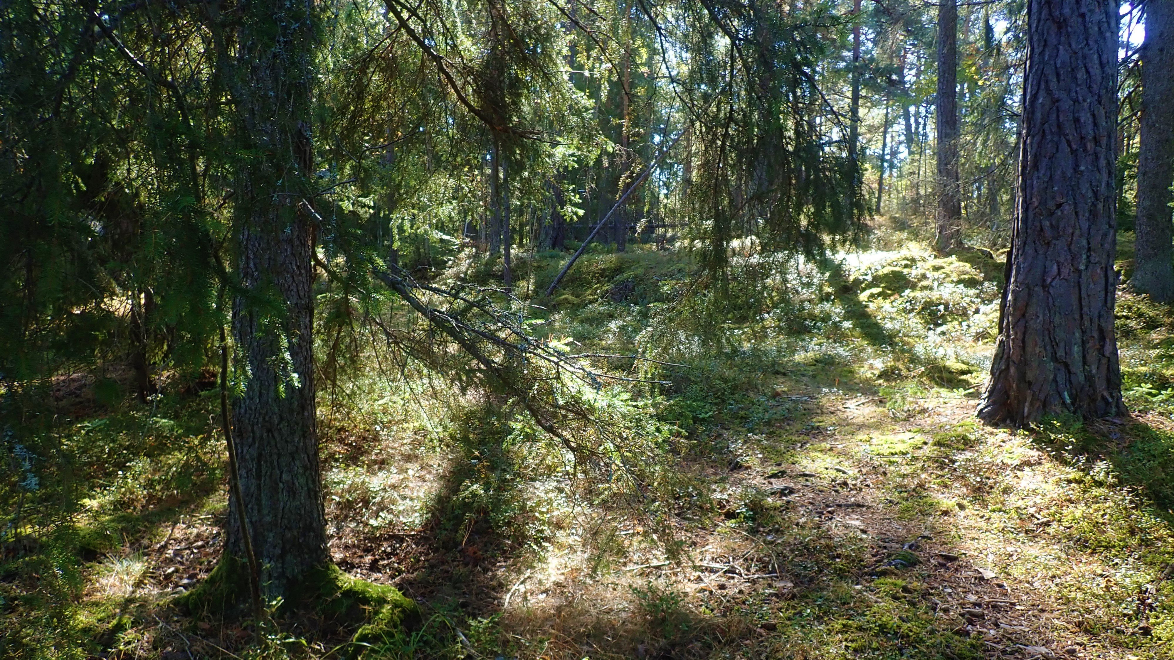Nyckelbiotop på västra Bosön. Foto Lidingö stad.