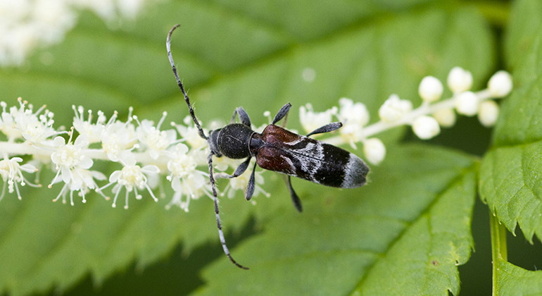Prydnadsbocken är en av de rödlistade skalbaggsarter som förekommer i Bjersjöholm.