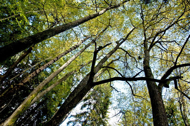 Grönkulla naturreservat