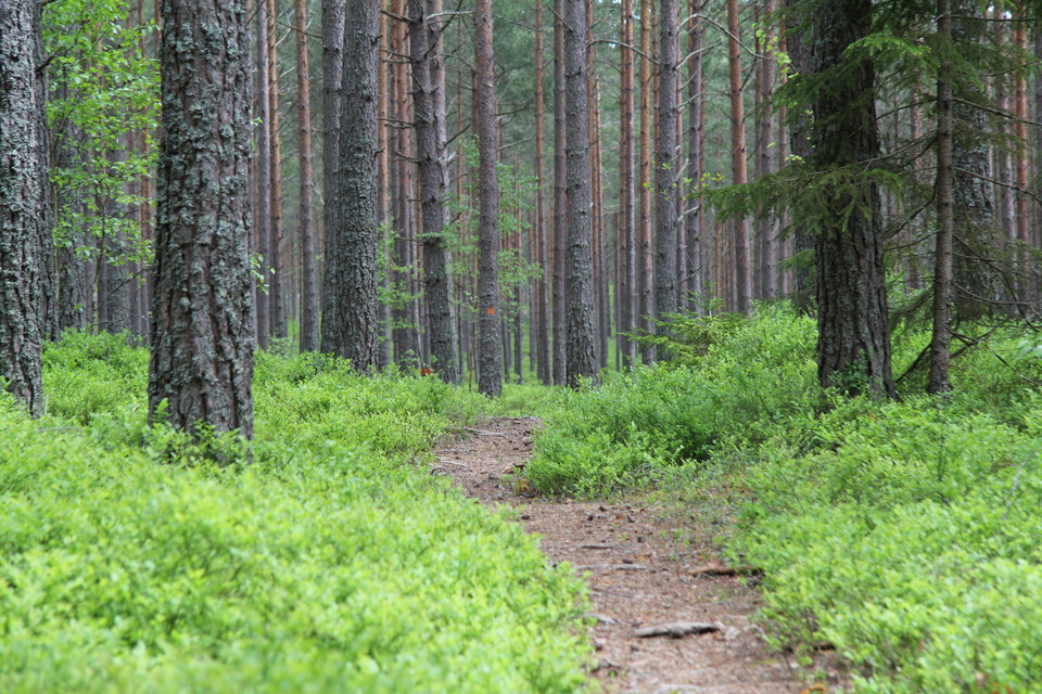 Stig bland blåbärsris och tallar.