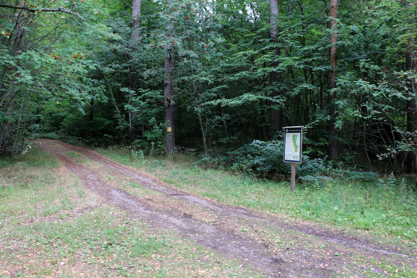 Informationstavla bredvid en skogsbilväg.