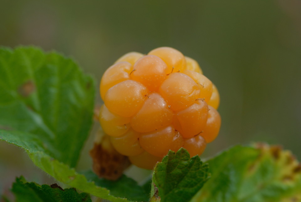 The Right of Public Access